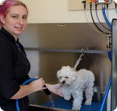 A woman is holding the hose on her white dog.